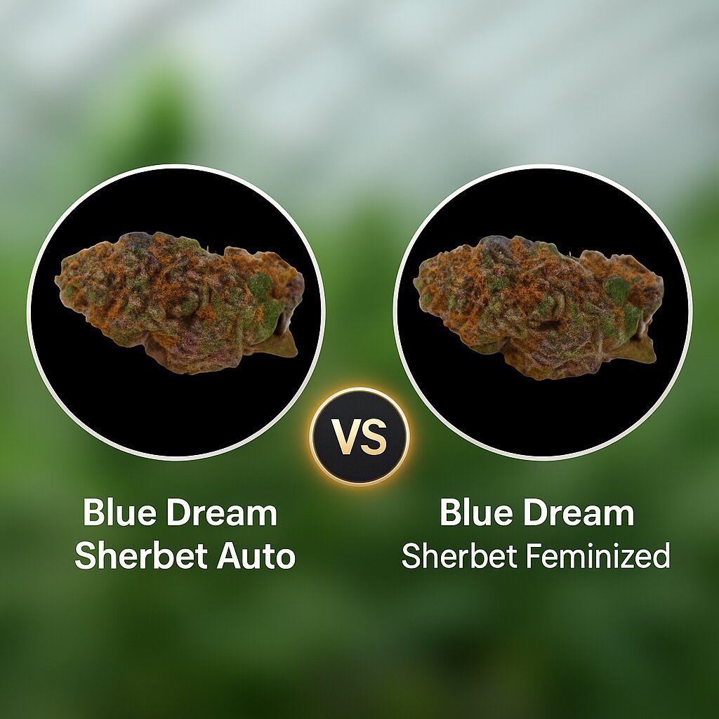 Blue Dream Sherbet (Growers Choice) vs Blue Dream Sherbet (Growers Choice) Cannabis Samen Vergleich