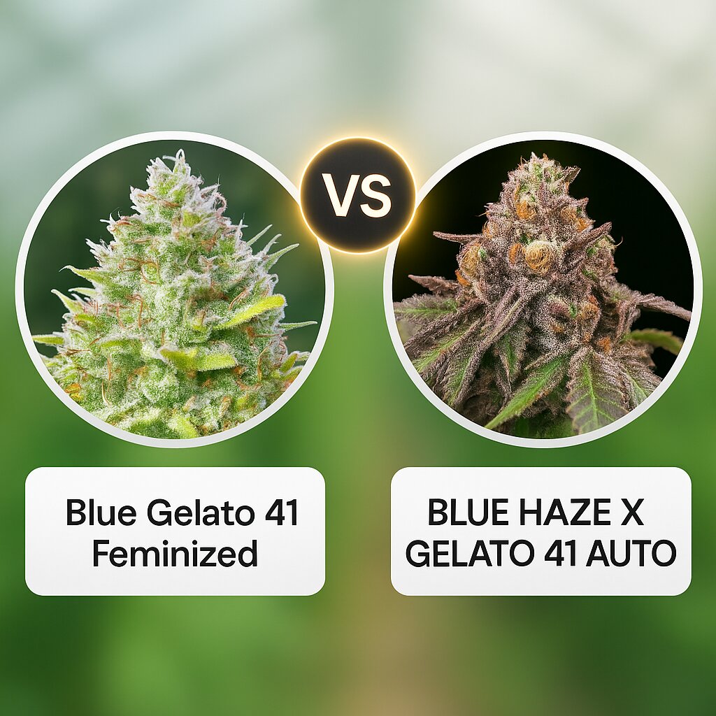 Blue Gelato 41 (Barneys Farm) vs BLUE HAZE X GELATO 41 AUTO (Greenhouse Seed Co) Cannabissamenvergleich