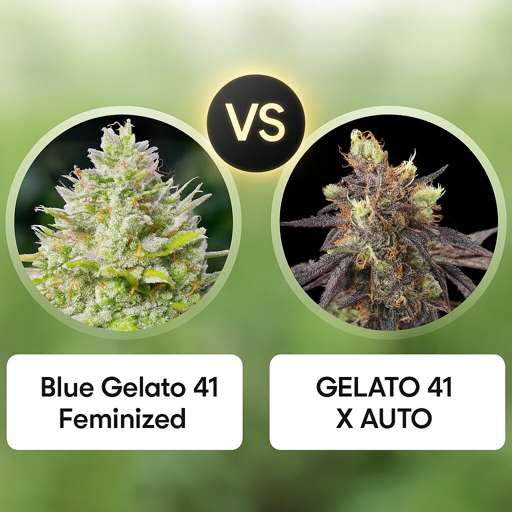 Blue Gelato 41 (Barneys Farm) vs GELATO 41 X AUTO (Greenhouse Seed Co) Cannabissamenvergleich
