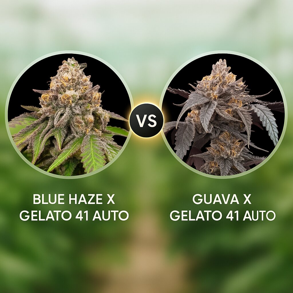 BLUE HAZE X GELATO 41 AUTO (Greenhouse Seed Co) vs GUAVA X GELATO 41 AUTO (Greenhouse Seed Co) Vergleich von Cannabissamen