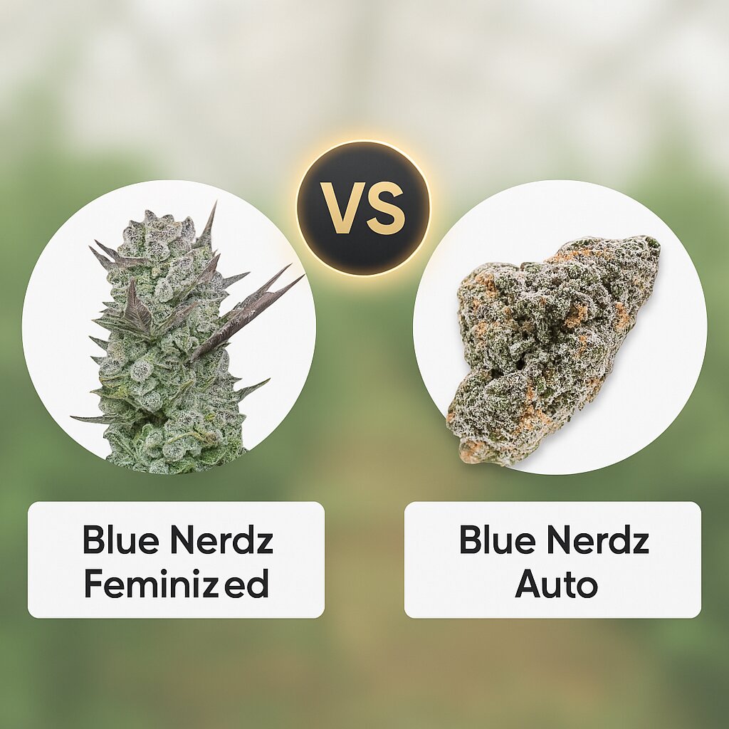 Blue Nerdz (Terp Treez Co) vs Blue Nerdz Auto (Terp Farmz Seeds) Vergleich von Cannabissamen