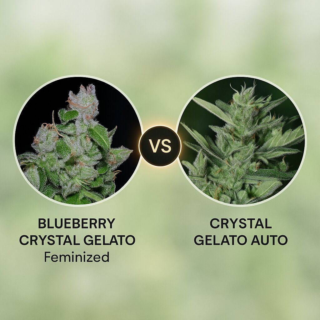 BLUEBERRY CRYSTAL GELATO (Bighead Seeds) vs CRYSTAL GELATO AUTO (Bighead Seeds) Cannabissamenvergleich