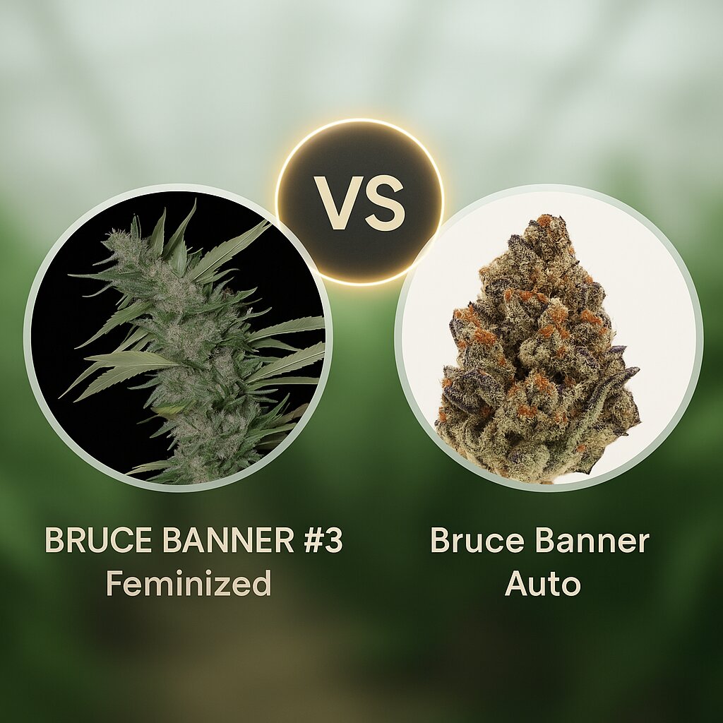 BRUCE BANNER #3 (Bighead Seeds) vs Bruce Banner Auto (Growers Choice) Vergleich von Cannabissamen
