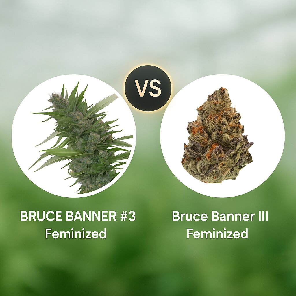 BRUCE BANNER #3 (Bighead Seeds) vs Bruce Banner III (Growers Choice) Cannabis Samen Vergleich