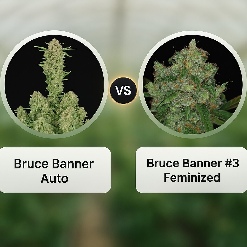 Bruce Banner Auto (FastBuds) vs Bruce Banner #3 (Anesia Seeds) Vergleich von Cannabissamen