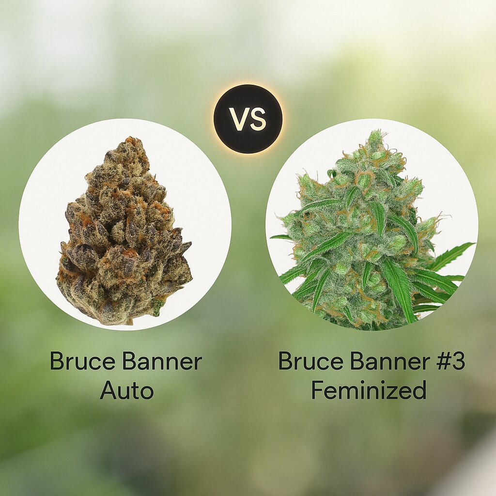Bruce Banner Auto (Growers Choice) vs Bruce Banner #3 (Anesia Seeds) Vergleich von Cannabissamen