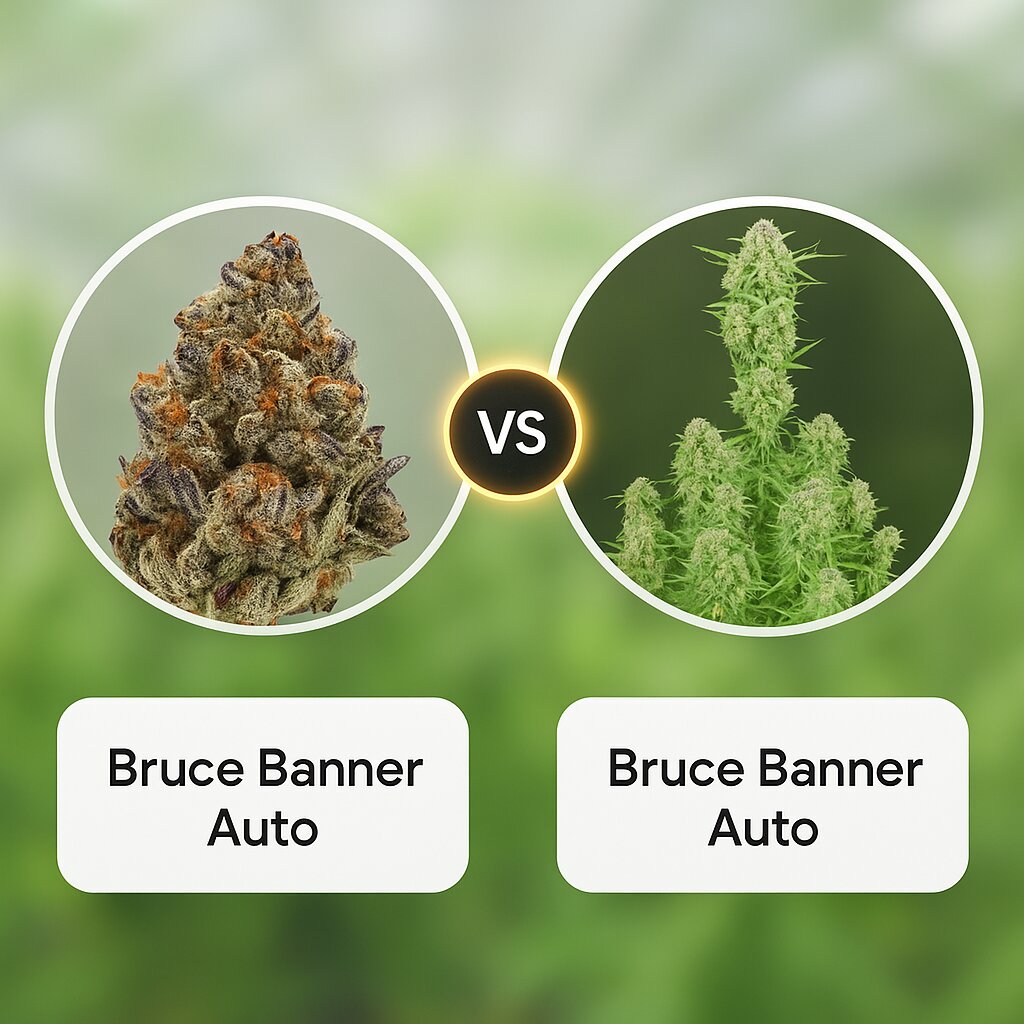 Bruce Banner Auto (Growers Choice) vs Bruce Banner Auto (FastBuds) Cannabis Samen Vergleich