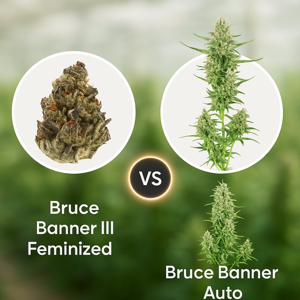 Bruce Banner III (Growers Choice) vs Bruce Banner Auto (FastBuds) Vergleich von Cannabissamen