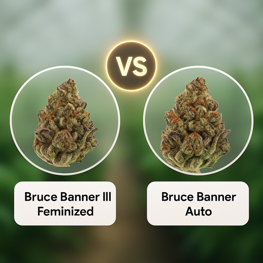 Bruce Banner III (Growers Choice) vs Bruce Banner Auto (Growers Choice) Cannabis-Samen-Vergleich