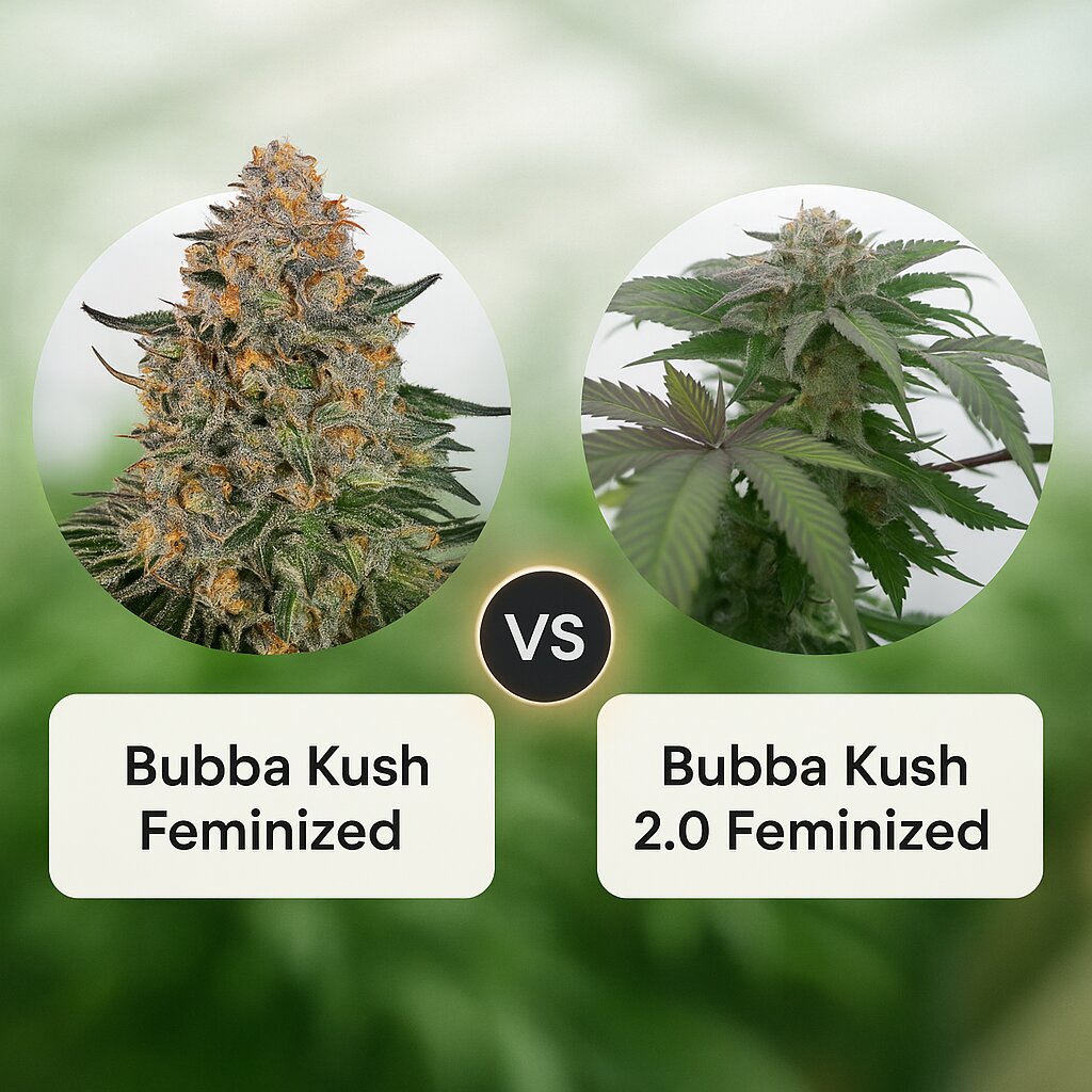 Bubba Kush (Barneys Farm) vs Bubba Kush 2.0 (Humboldt Seed Organization) Vergleich von Cannabissamen