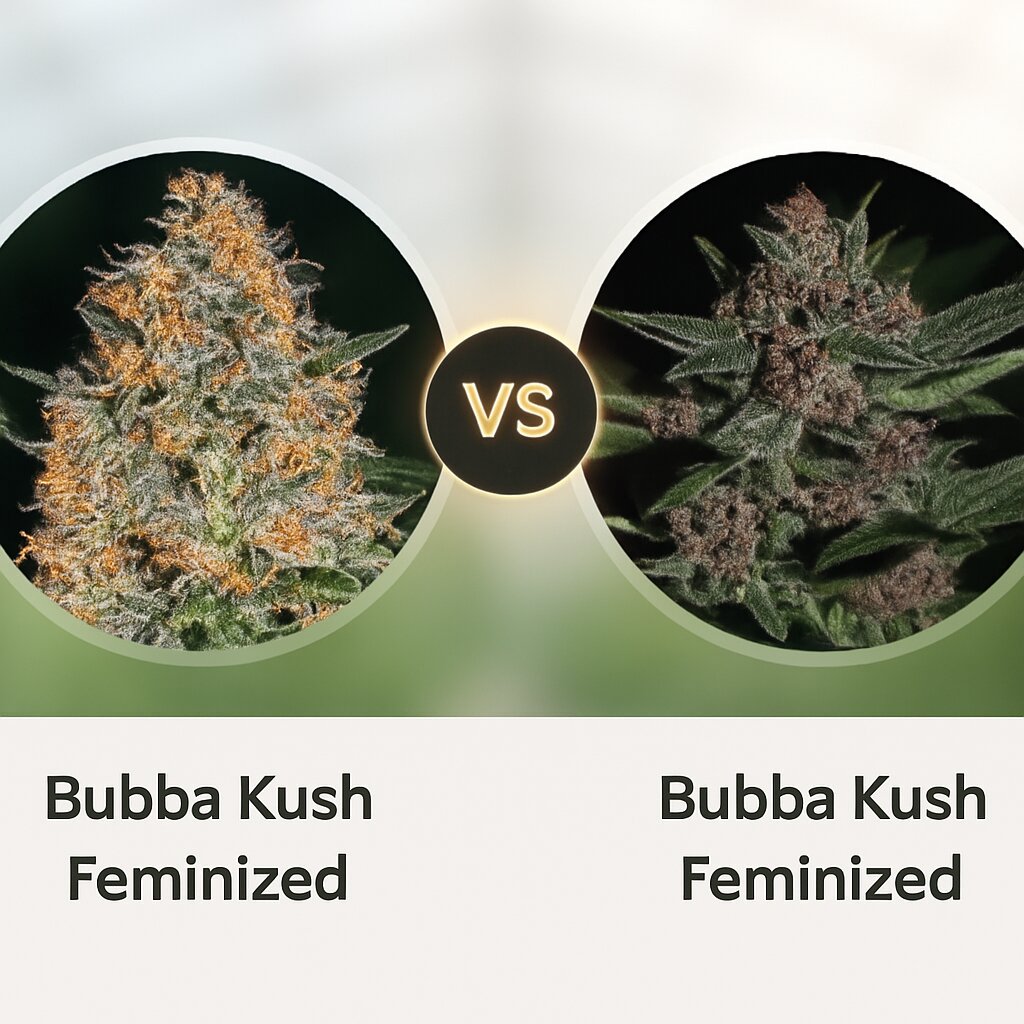 Bubba Kush (Barneys Farm) vs Bubba Kush (Greenhouse Seed Co) Cannabis Samen Vergleich