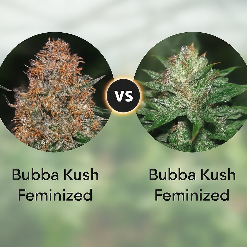 Bubba Kush (Barneys Farm) vs Bubba Kush (Humboldt Seed Organization) Vergleich von Cannabissamen