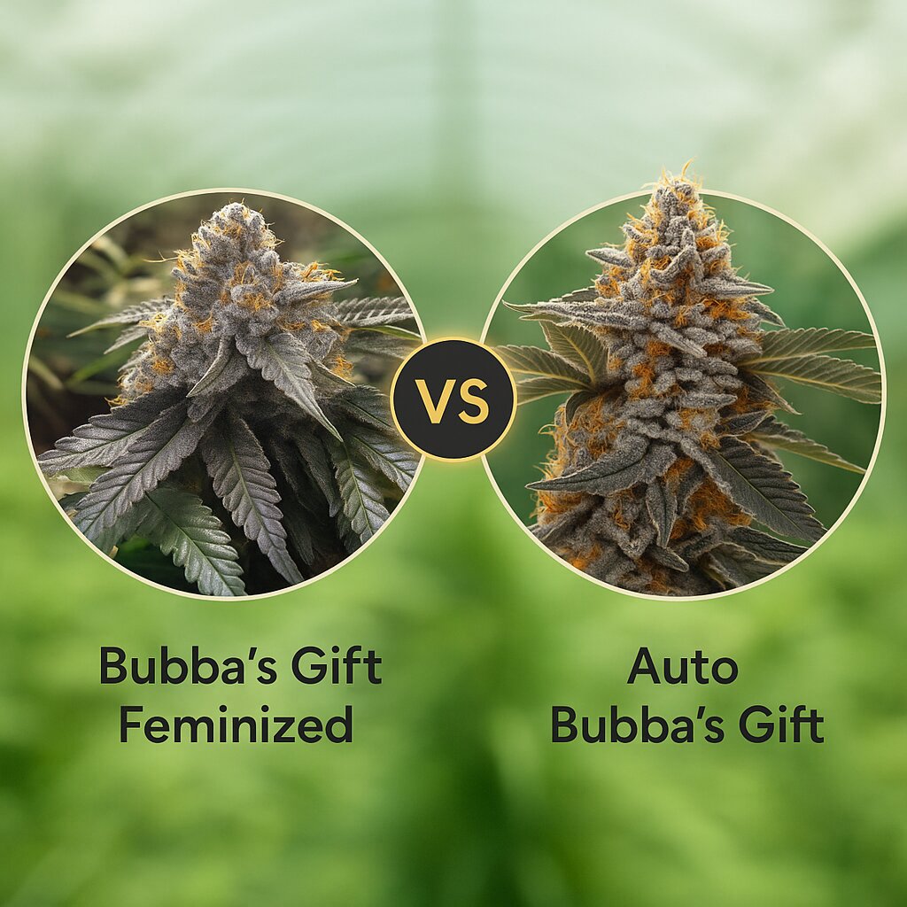 Bubba's Gift (Humboldt Seed Organization) vs Auto Bubba's Gift (00 Seeds) Vergleich von Cannabissamen