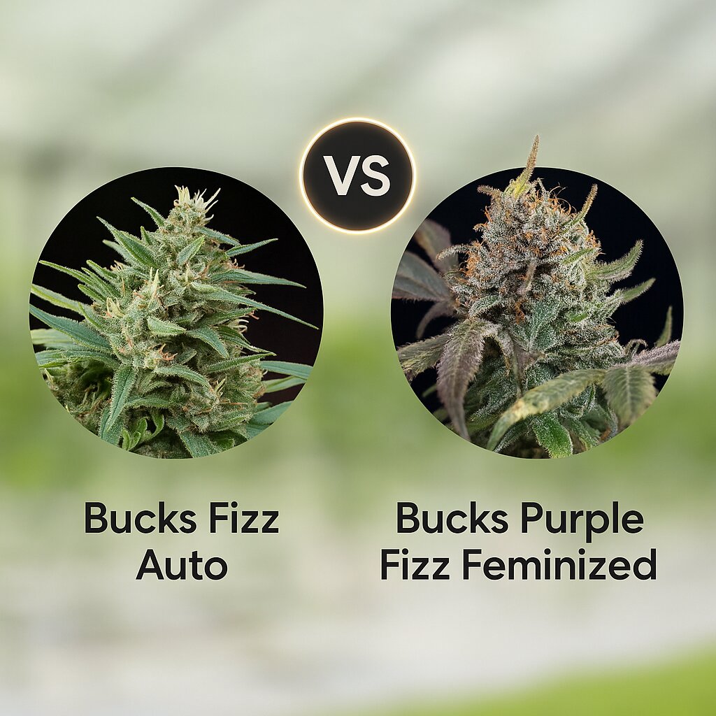 Bucks Fizz Auto (Dr Krippling) vs Bucks Purple Fizz (Dr Krippling) Vergleich von Cannabissamen