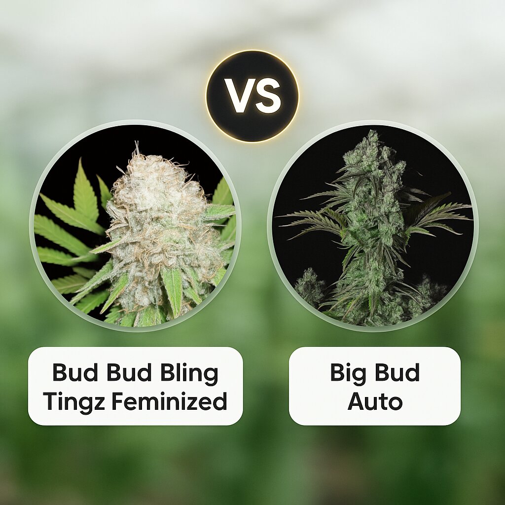 Bud Bud Bling Tingz (Dr Krippling) vs Big Bud Auto (FastBuds) Vergleich von Cannabissamen