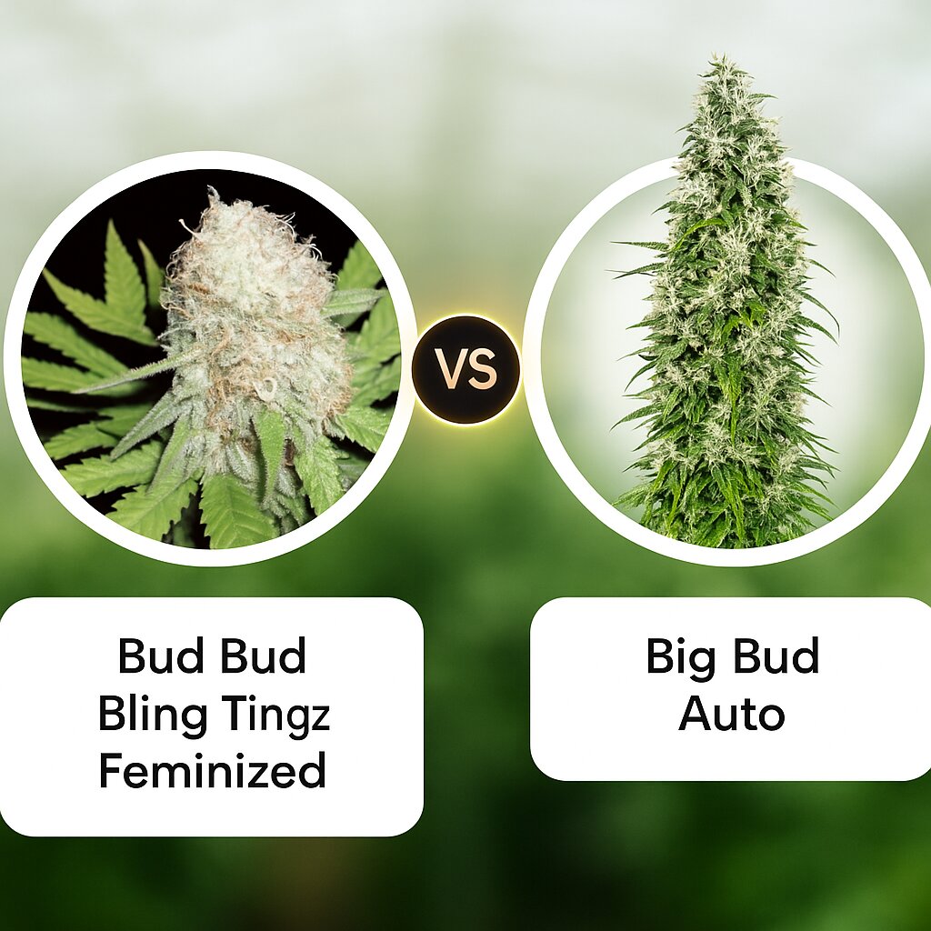 Bud Bud Bling Tingz (Dr Krippling) vs Big Bud Auto (Sensi Seeds) Vergleich von Cannabissamen
