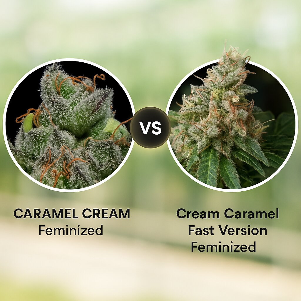 CARAMEL CREAM (Humboldt Seed Company) vs Cream Caramel Fast Version (Sweet Seeds) Cannabissamen Vergleich