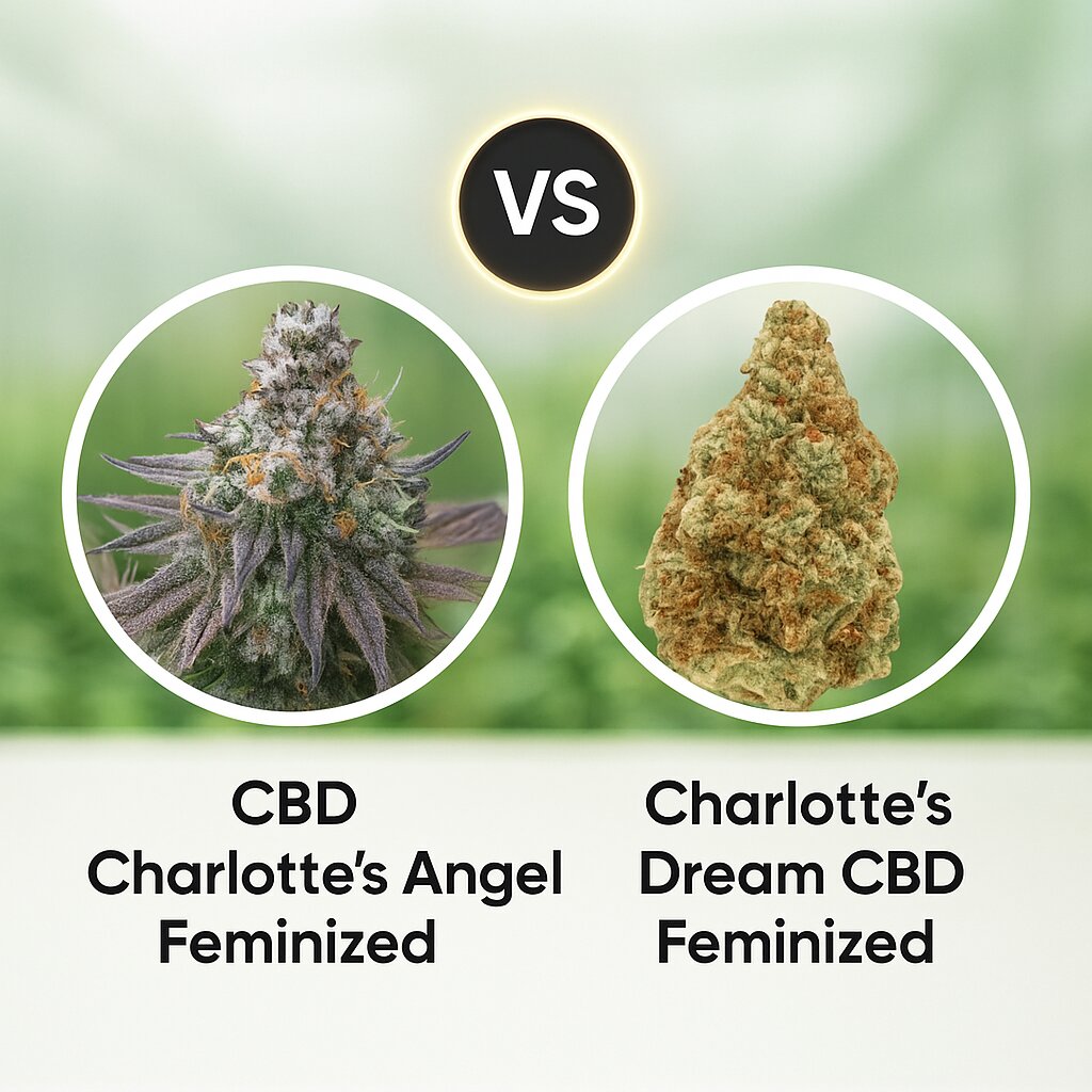 CBD Charlotte's Angel (Dutch Passion) vs Charlotte's Dream CBD (Growers Choice) Cannabissamenvergleich