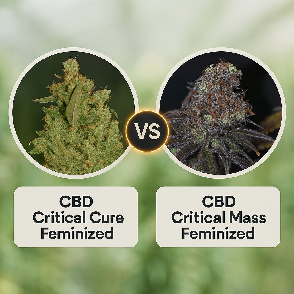CBD Critical Cure (Barneys Farm) vs CBD Critical Mass (Seedsman) Vergleich von Cannabissamen