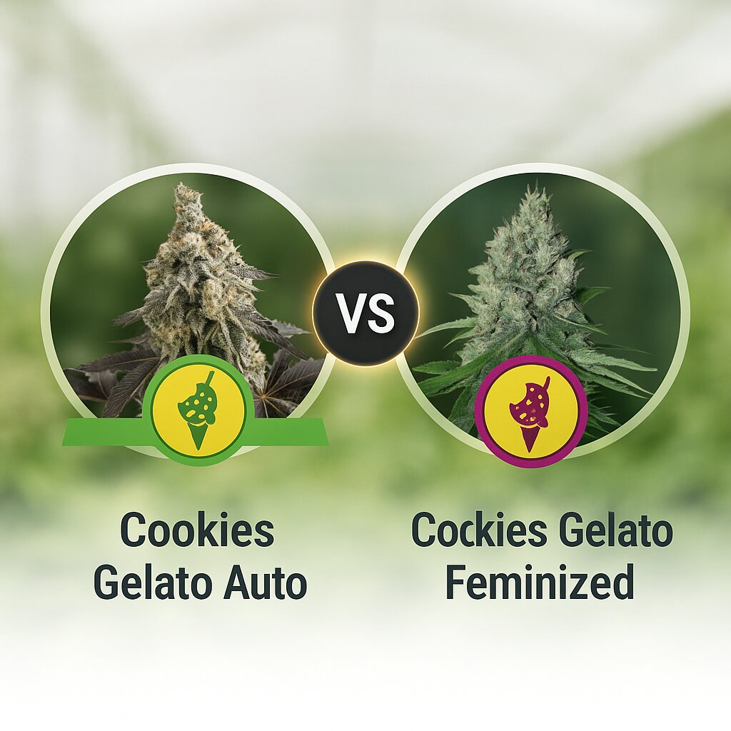 Cookies Gelato Auto (Royal Queen Seeds) vs Cookies Gelato (Royal Queen Seeds) Vergleich von Cannabissamen