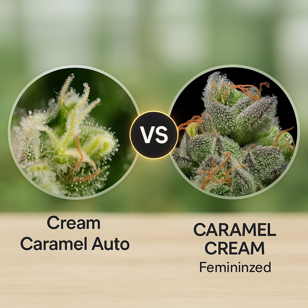 Cream Caramel Auto (Sweet Seeds) vs CARAMEL CREAM (Humboldt Seed Company) Cannabissamenvergleich