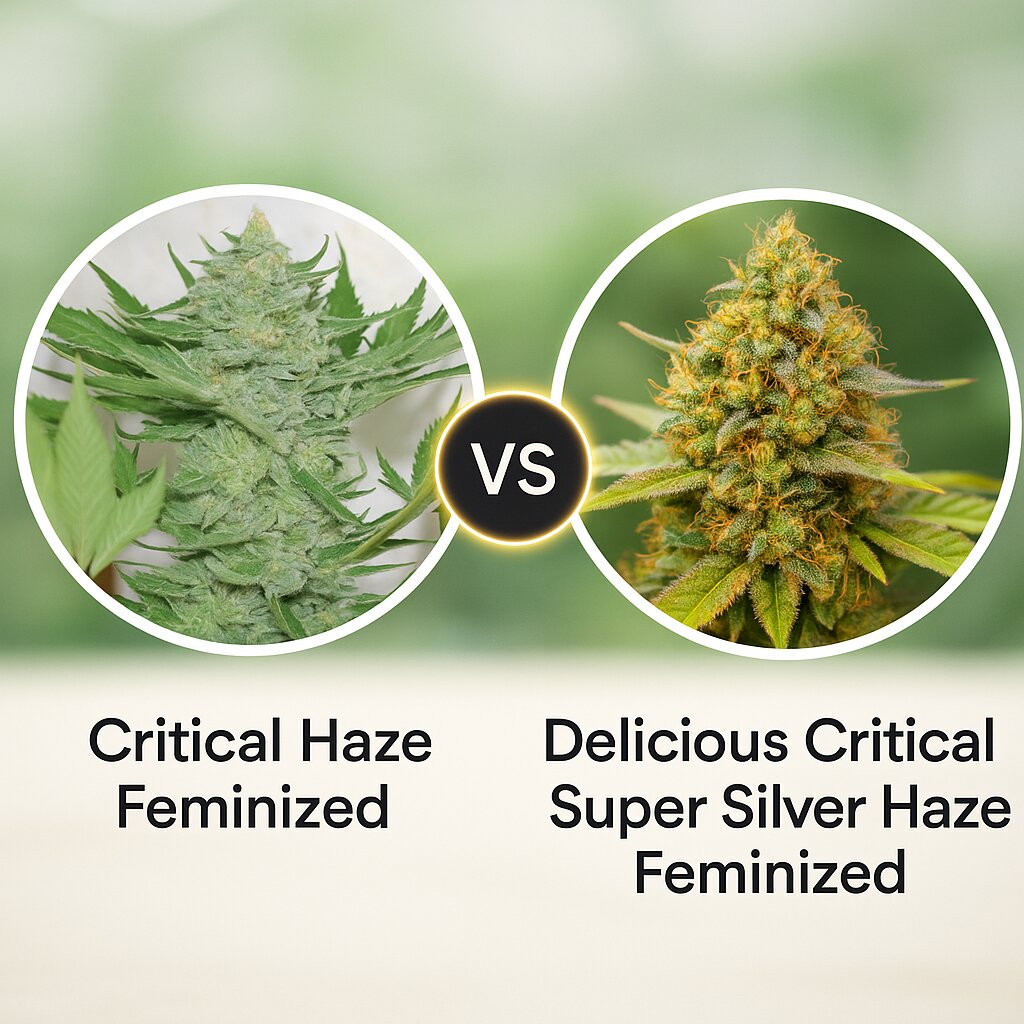 Critical Haze (Resin Seeds) vs Delicious Critical Super Silver Haze (Delicious Seeds) Vergleich von Cannabissamen