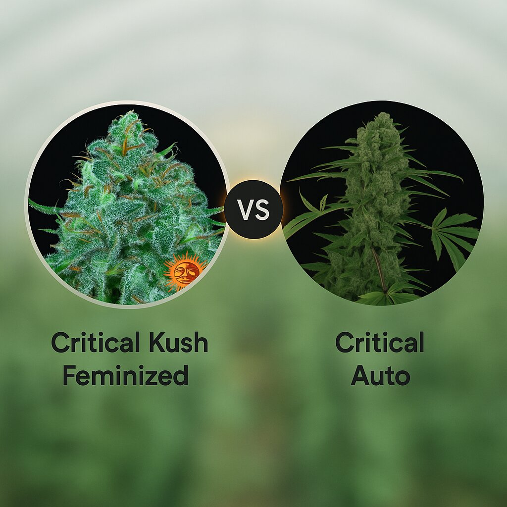 Critical Kush (Barneys Farm) vs Critical Kush Auto (Barneys Farm) Vergleich von Hanfsamen