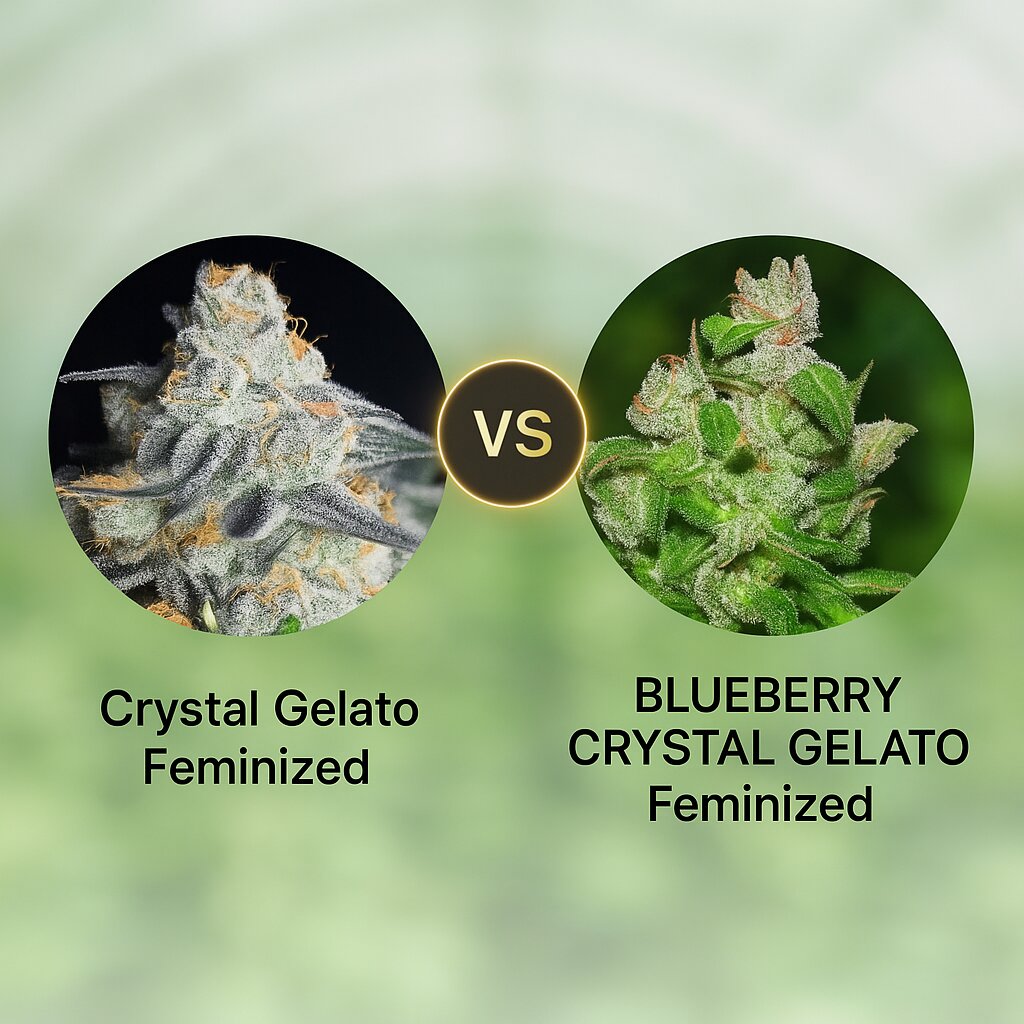 Crystal Gelato (Bighead Seeds) vs BLUEBERRY CRYSTAL GELATO (Bighead Seeds) Vergleich von Cannabissamen