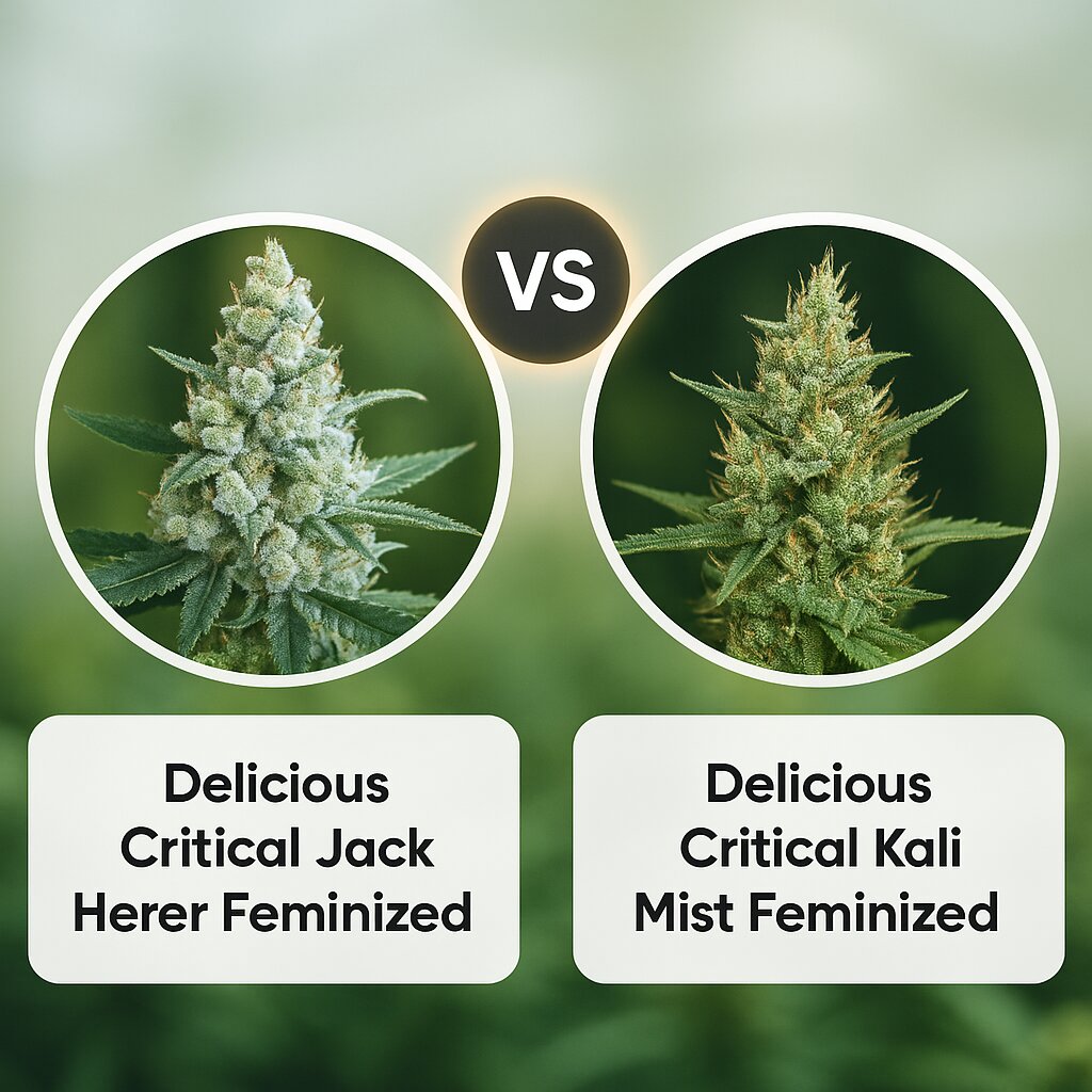 Delicious Critical Jack Herer (Delicious Seeds) vs Delicious Critical Kali Mist (Delicious Seeds) Vergleich von Cannabissamen