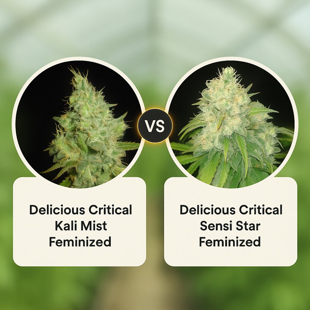 Delicious Critical Kali Mist (Delicious Seeds) vs Delicious Critical Sensi Star (Delicious Seeds) Cannabissamenvergleich