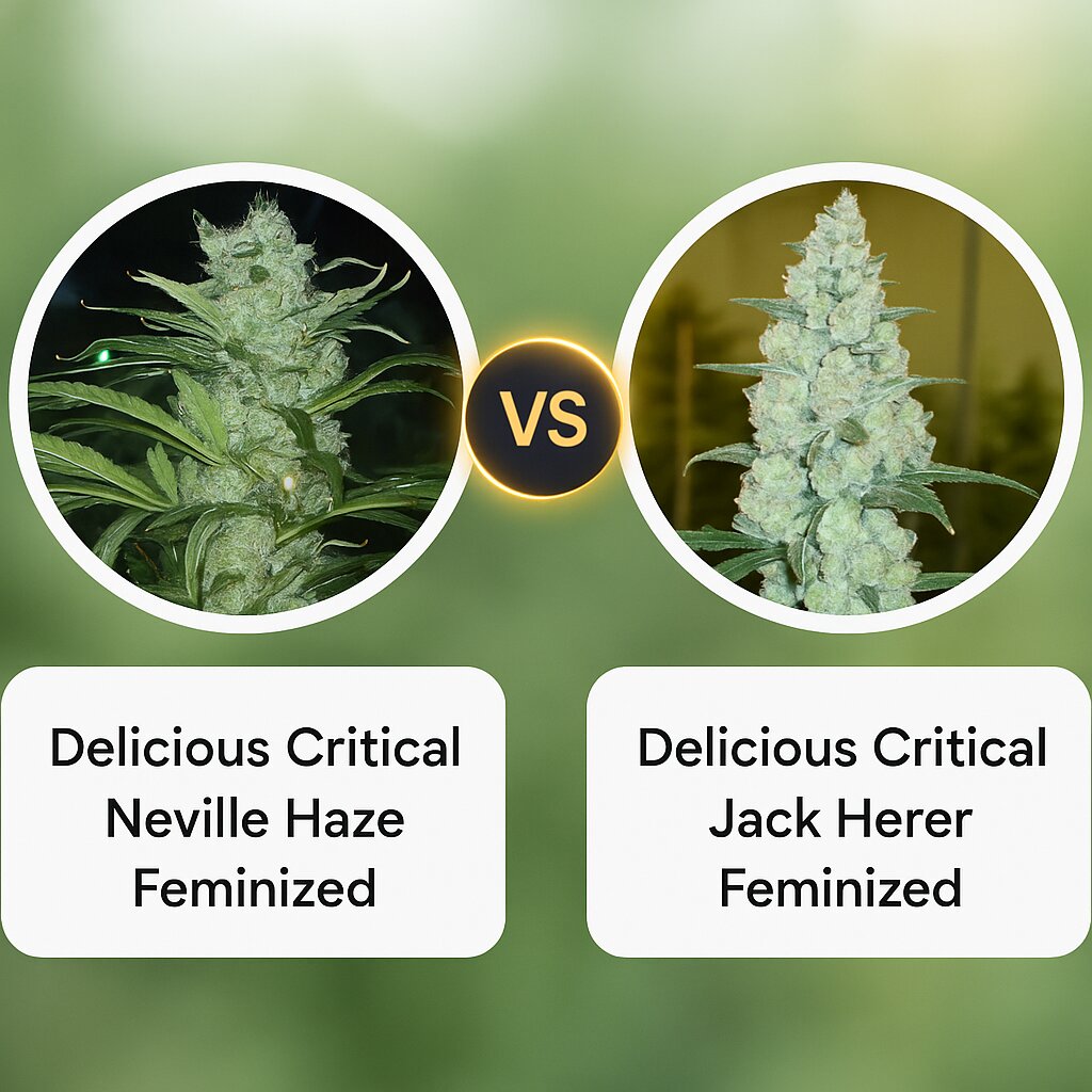 Delicious Critical Neville Haze (Delicious Seeds) vs Delicious Critical Jack Herer (Delicious Seeds) Cannabissamen Vergleich