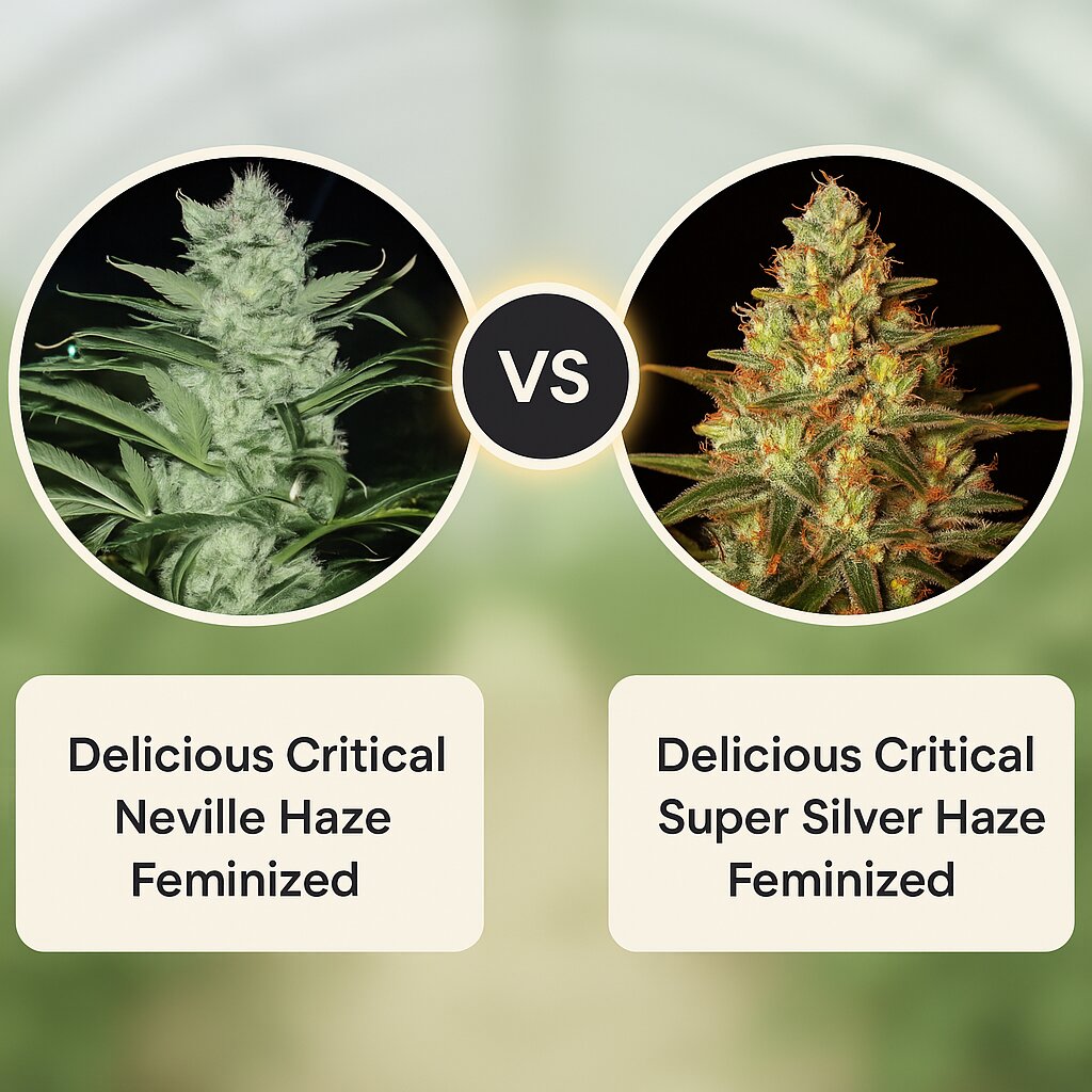 Delicious Critical Neville Haze (Delicious Seeds) vs Delicious Critical Super Silver Haze (Delicious Seeds) Vergleich von Hanfsamen