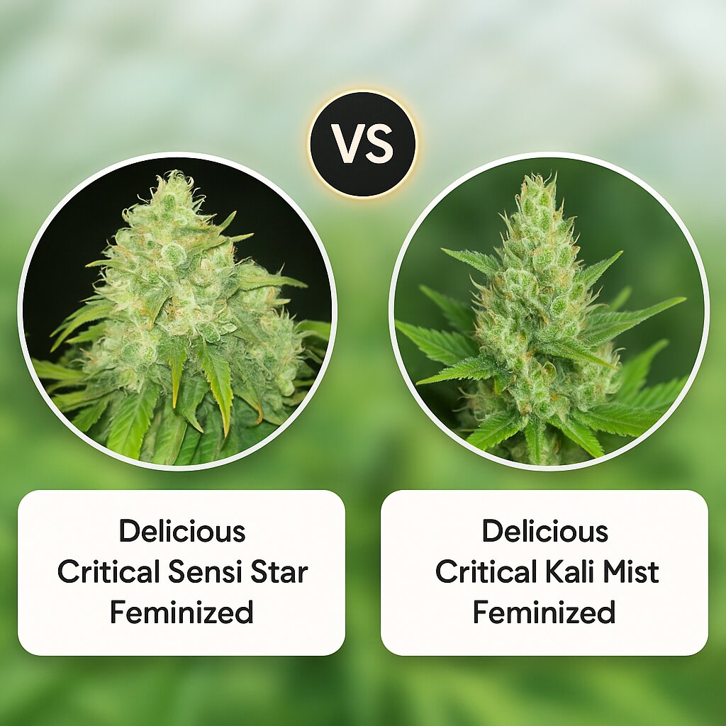 Delicious Critical Sensi Star (Delicious Seeds) vs Delicious Critical Kali Mist (Delicious Seeds) Vergleich von Cannabissamen