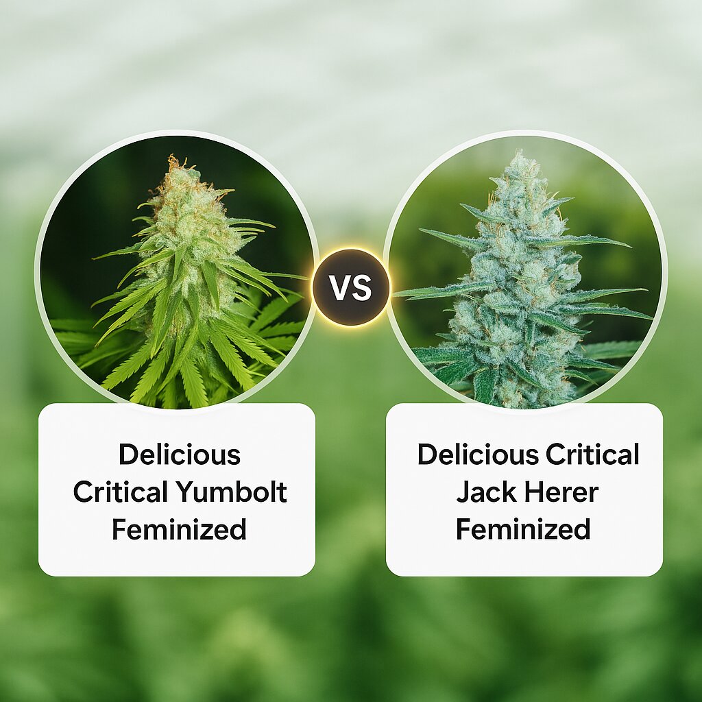 Delicious Critical Yumbolt (Delicious Seeds) vs Delicious Critical Jack Herer (Delicious Seeds) Cannabis Samen Vergleich