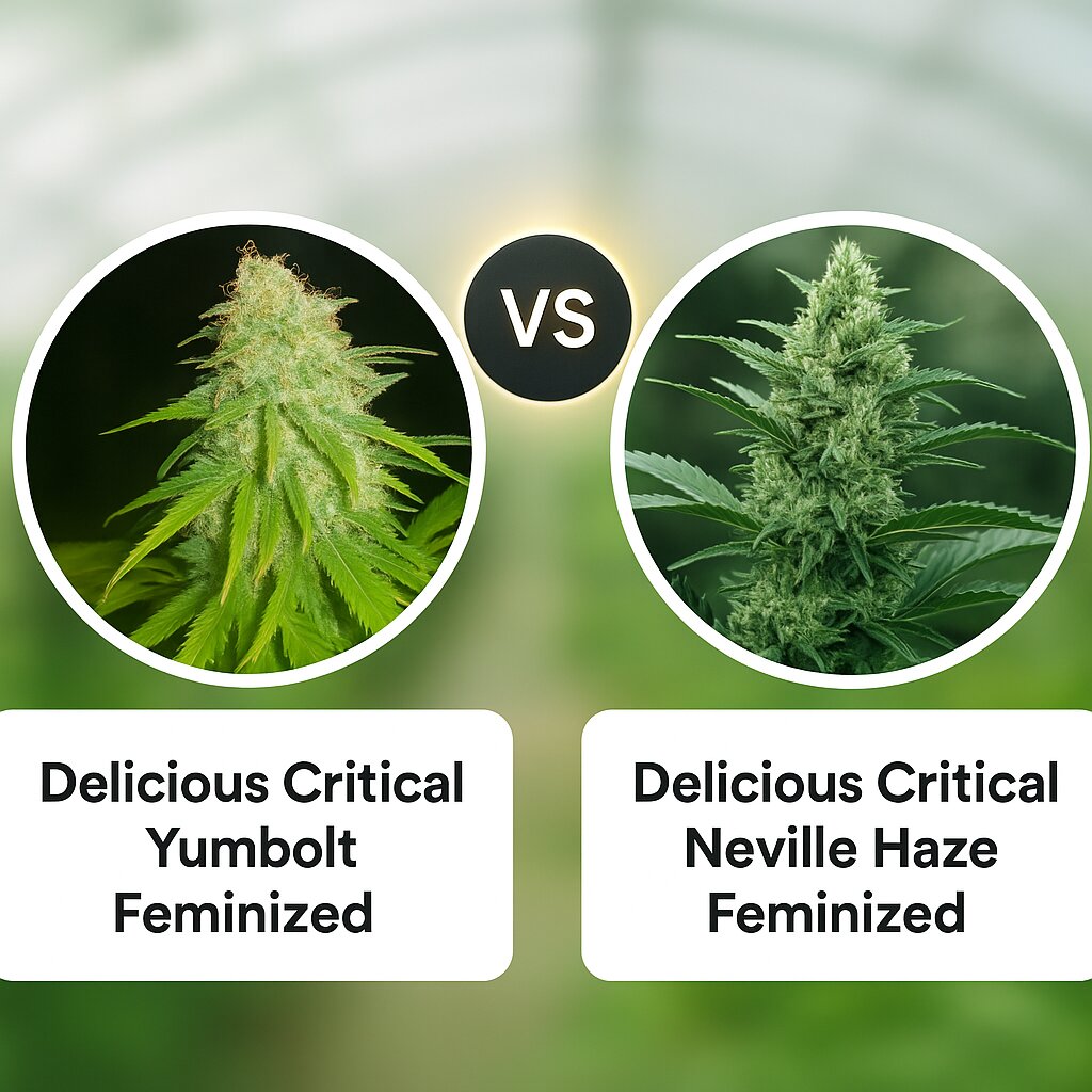 Delicious Critical Yumbolt (Delicious Seeds) vs Delicious Critical Neville Haze (Delicious Seeds) Vergleich von Cannabissamen