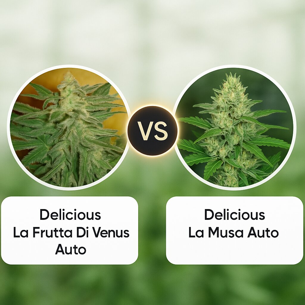 Delicious La Frutta Di Venus Auto (Delicious Seeds) vs Delicious La Musa Auto (Delicious Seeds) Vergleich von Cannabissamen