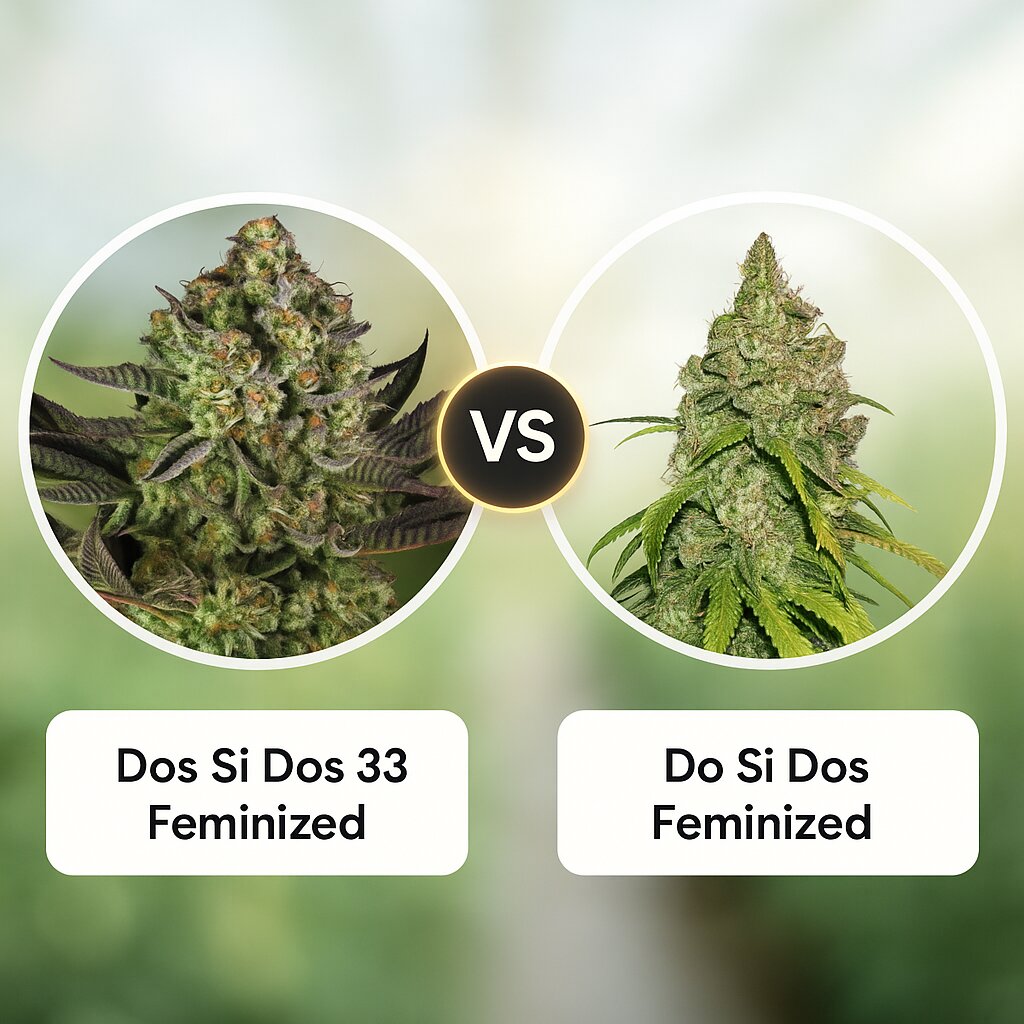 Dos Si Dos 33 (Barneys Farm) vs Do Si Dos (Seed Stockers) Cannabis-Samen Vergleich