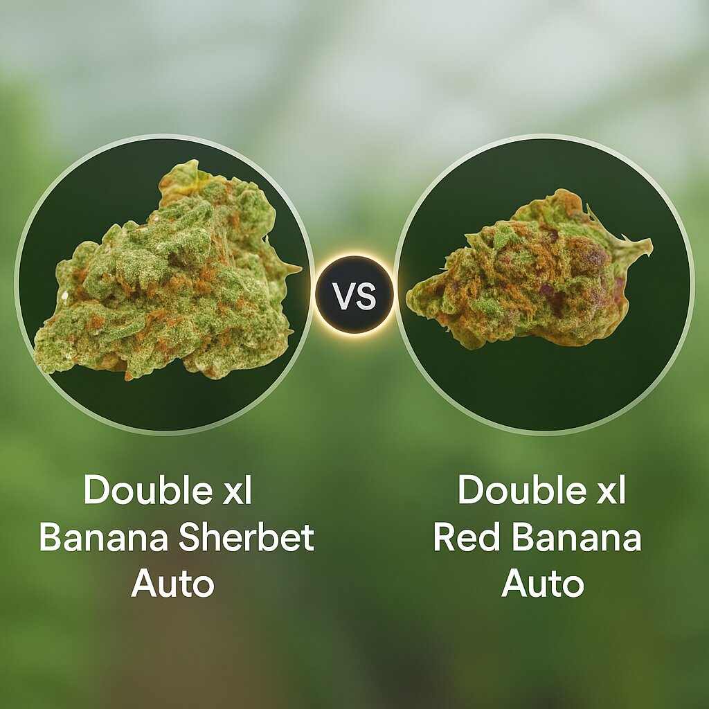 Double xl Banana Sherbet Auto (Growers Choice) vs Double xl Red Banana Auto (Growers Choice) Cannabissamenvergleich