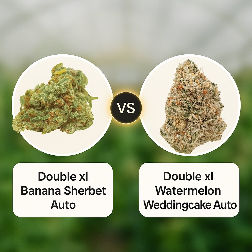 Double xl Banana Sherbet Auto (Growers Choice) vs Double xl Watermelon Weddingcake Auto (Growers Choice) Cannabis Samen Vergleich