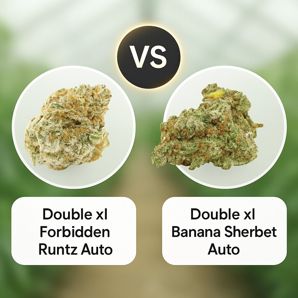 Double xl Forbidden Runtz Auto (Growers Choice) vs Double xl Banana Sherbet Auto (Growers Choice) Cannabis Samen Vergleich
