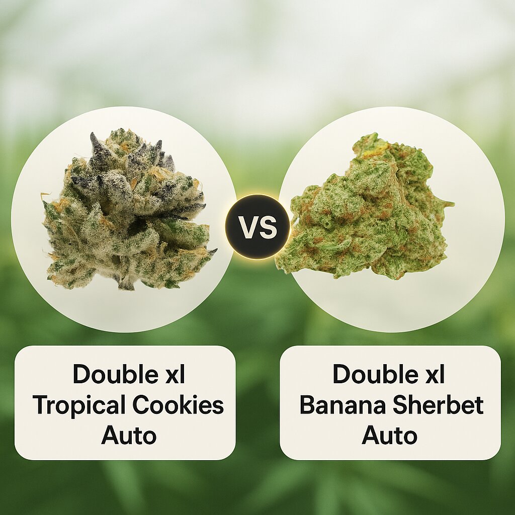 Double xl Tropical Cookies (Growers Choice) vs Double xl Banana Sherbet Auto (Growers Choice) Vergleich von Cannabissamen