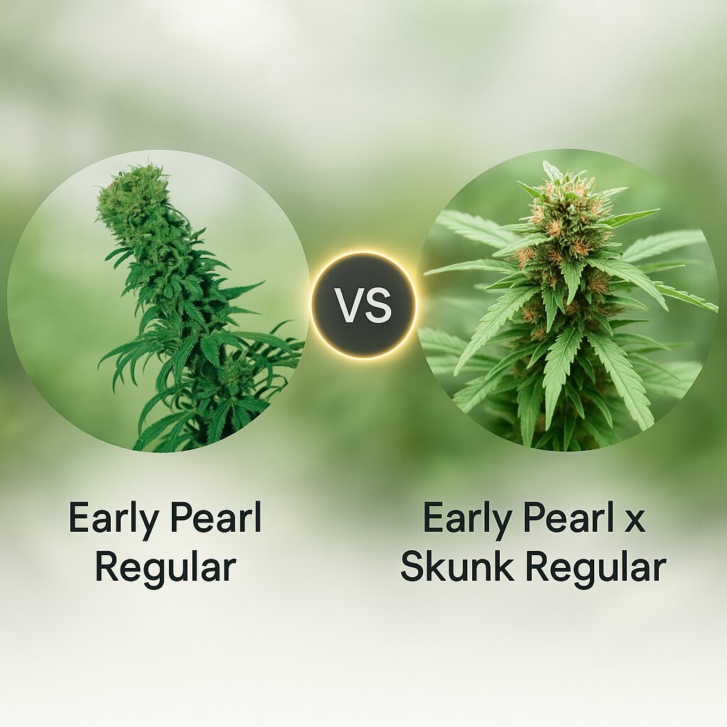 Early Pearl (Sensi Seeds) vs Early Pearl x Skunk (Mr Nice Seedbank) Cannabissamenvergleich