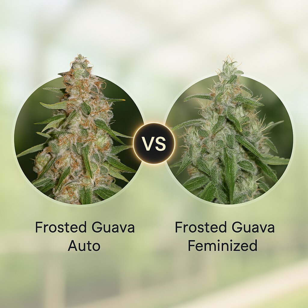 Frosted Guava Auto (Cream of the Crop) vs Frosted Guava (Cream of the Crop) Cannabissamen Vergleich