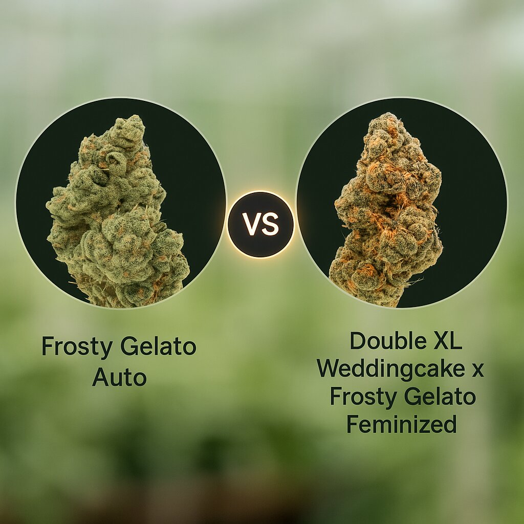 Frosty Gelato (Growers Choice) vs Double XL Weddingcake x Frosty Gelato (Growers Choice) Vergleich von Cannabissamen