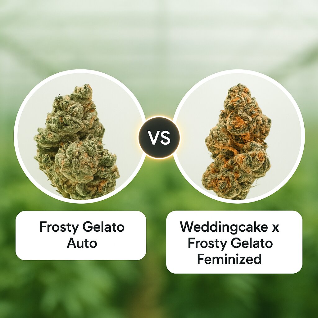 Frosty Gelato (Growers Choice) vs Weddingcake x Frosty Gelato (Growers Choice) Vergleich von Cannabissamen
