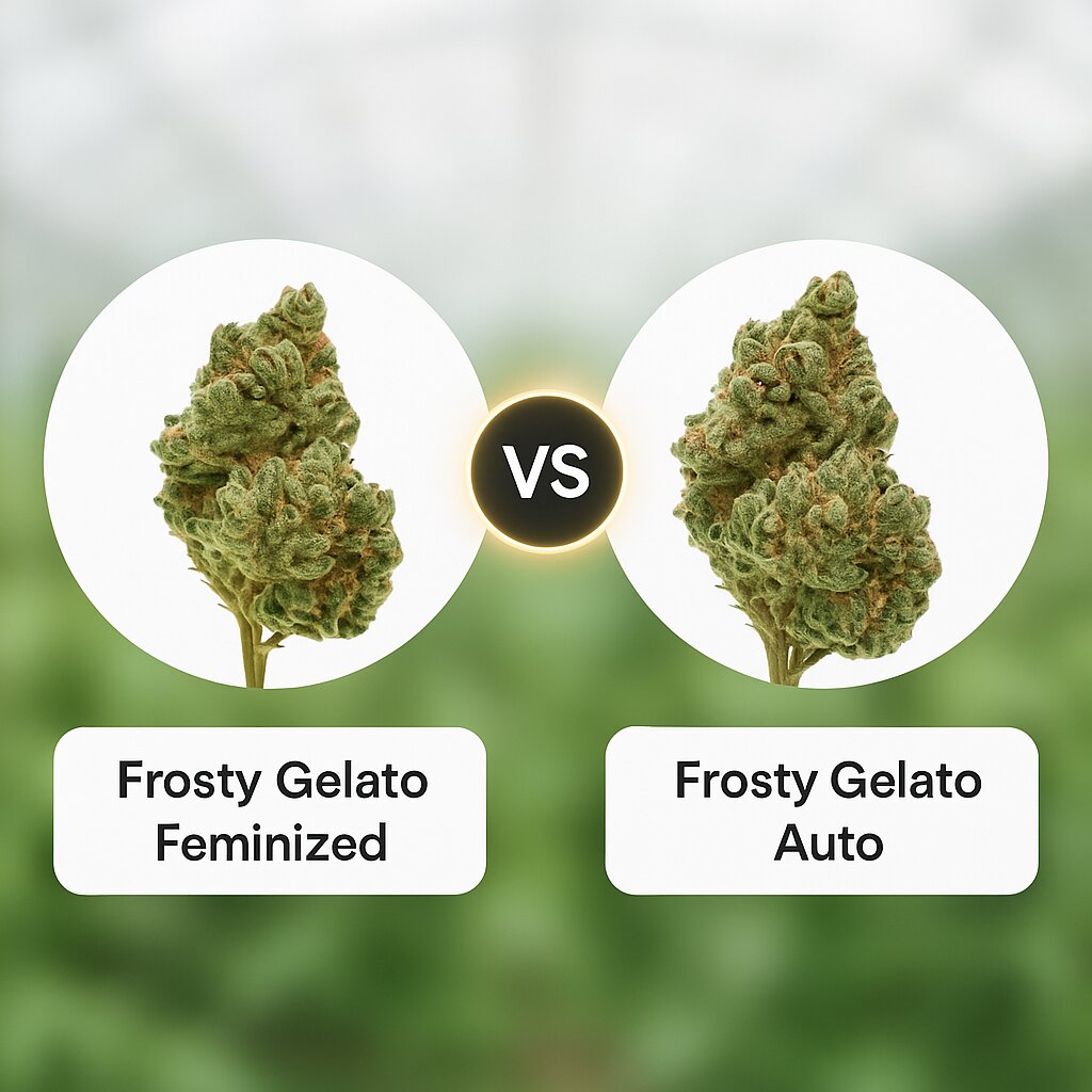 Frosty Gelato (Growers Choice) vs Frosty Gelato (Growers Choice) Cannabis Samen Vergleich
