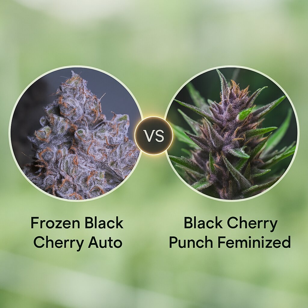 Frozen Black Cherry Auto (Anesia Seeds) vs Black Cherry Punch (Pyramid Seeds) Vergleich von Cannabissamen