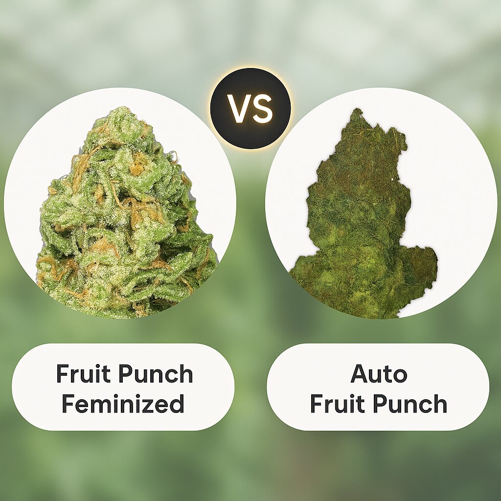Fruit Punch (Heavyweight Seeds) vs Auto Fruit Punch (Heavyweight Seeds) Vergleich von Cannabissamen