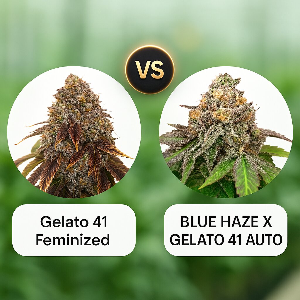 Gelato 41 (Seed Stockers) vs BLUE HAZE X GELATO 41 AUTO (Greenhouse Seed Co) Cannabissamenvergleich