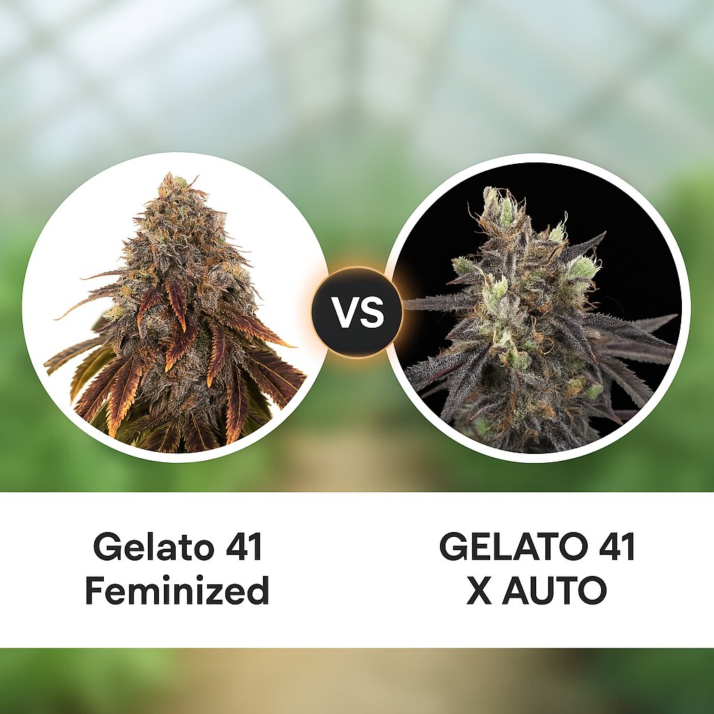 Gelato 41 (Seed Stockers) vs GELATO 41 X AUTO (Greenhouse Seed Co) Vergleich von Cannabissamen